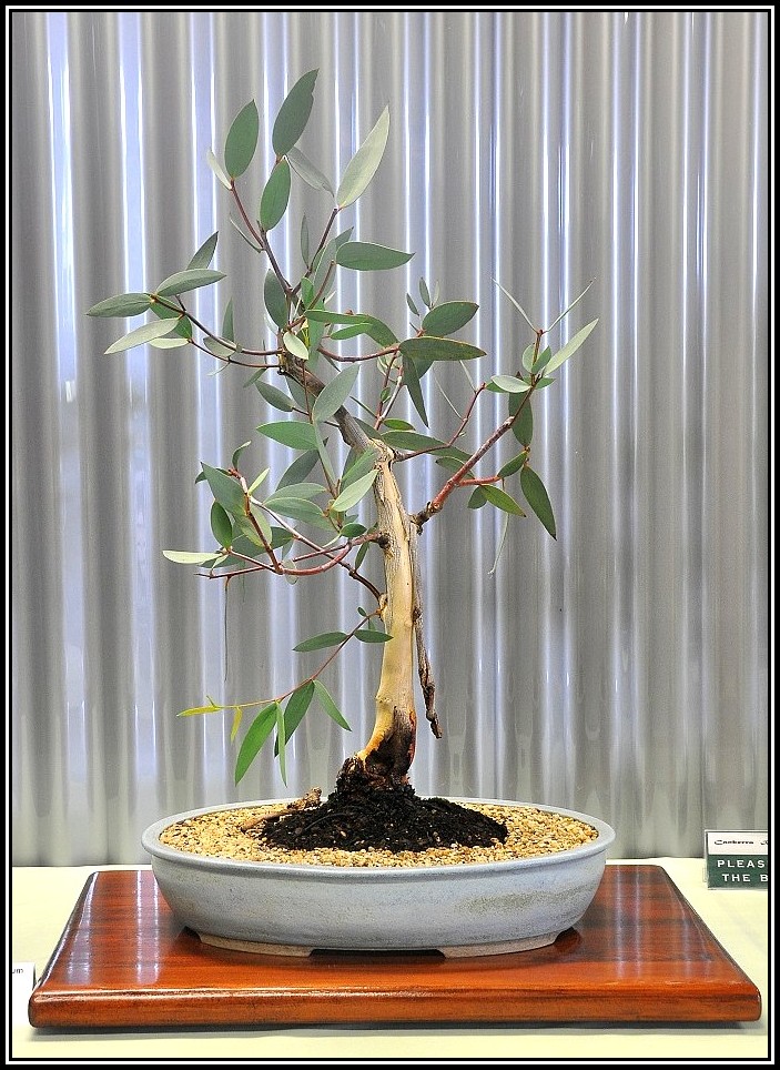 weepsnowgum